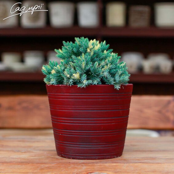 Можжевельник чешуйчатый 'Floreant' - 3 Можжевельник чешуйчатый 'Floreant' - 3