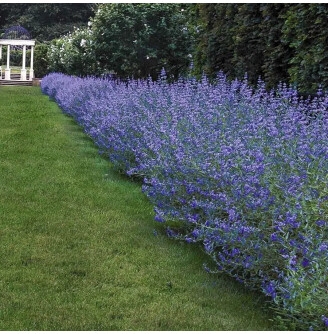 Кариоптерис кландонский 'Kew Blue' #1, C3 -