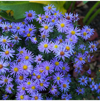 Айстра кущова 'Lady in Blue'