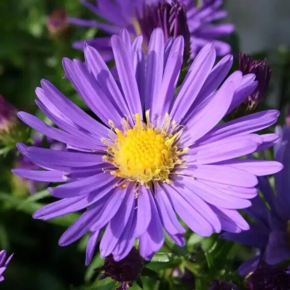 Айстра кущова 'Blaue Laguna' #1, С2 - - 2