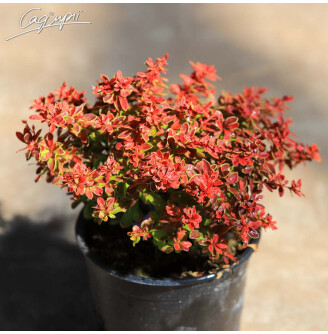 Барбарис Tунберга 'Admiration'