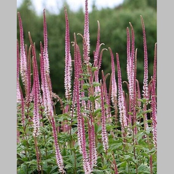 Веронікаструм віргінський 'Erica' - 1