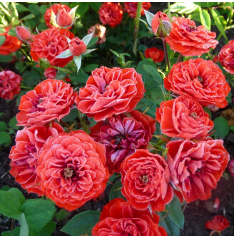 Роза бордюрная 'Cordula'