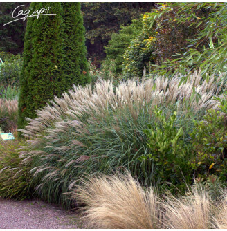 Мискантус китайский 'Yakushima Dwarf'