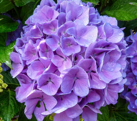 Гортензія крупнолиста 'Freudenstein' - 6 Гортензія крупнолиста 'Freudenstein' - 6