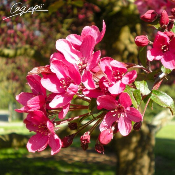 Яблуня 'Liset' - 3