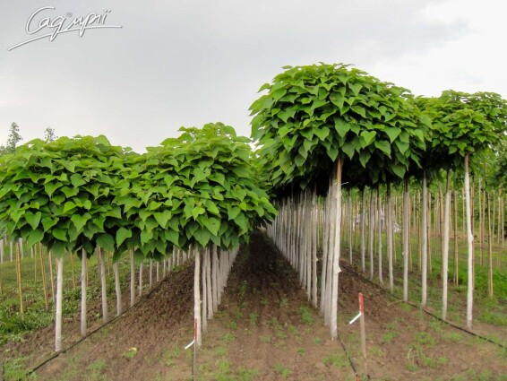 Катальпа бигнониевидная 'Nana' - 1
