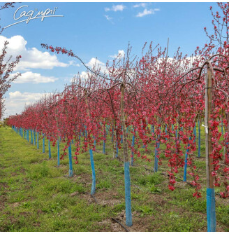 Яблоня плакучая 'Royal Beauty'