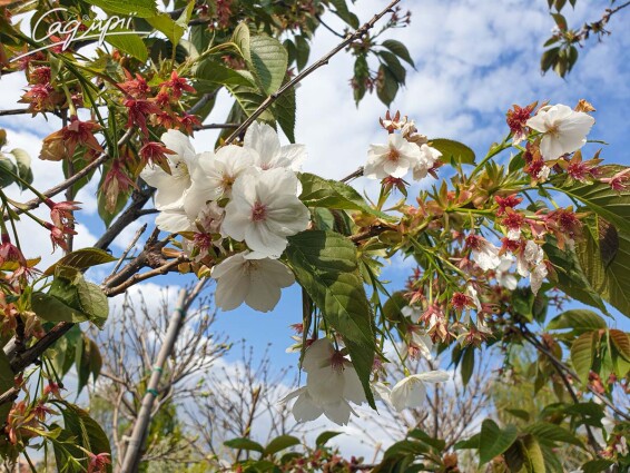 Сакура мелкопильчатая 'Taihaku' - 3 Сакура мелкопильчатая 'Taihaku' - 3