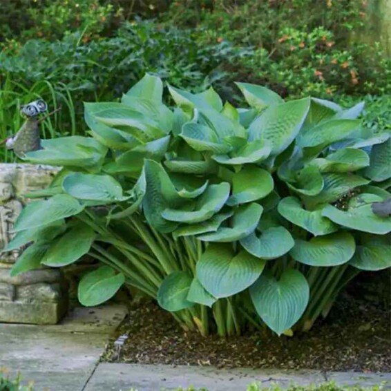 Хоста 'T Rex' - 1