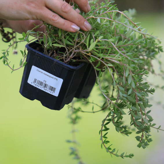 Очиток лозовидний, p9 - - 1