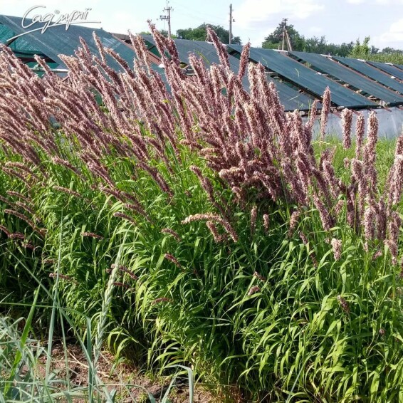 Перлівка висока #1, p9 - - 5