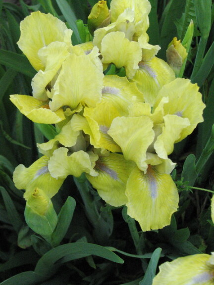 Ирис карликовый 'Seas' - 1