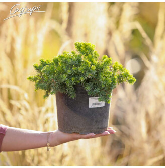Ялівець прибережний 'Emerald Sea'