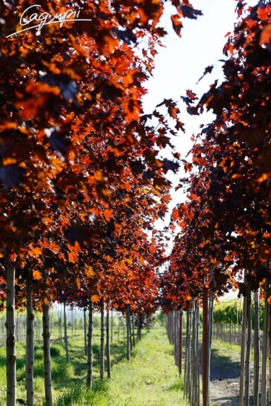 Клен платановидный 'Royal Red' #3, С31.5 8--10 250-300 St. 1/2 - 5