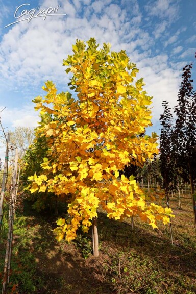 Ліріодендрон тюльпановий - 5