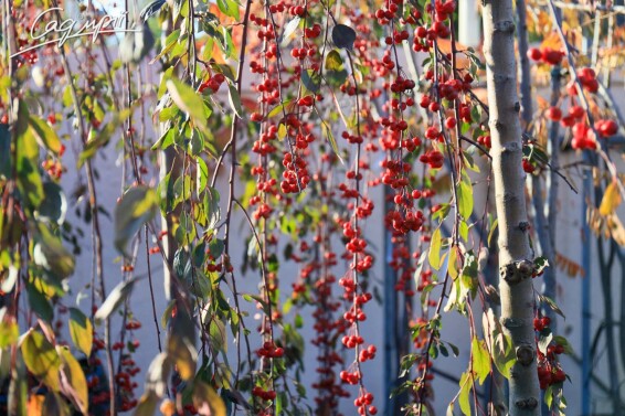 Яблоня плакучая 'Royal Beauty' #2, WRB 14--16 225-250 St. 200 - 1