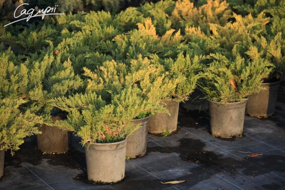 Ялівець козацький 'Tamariscifolia' - 7