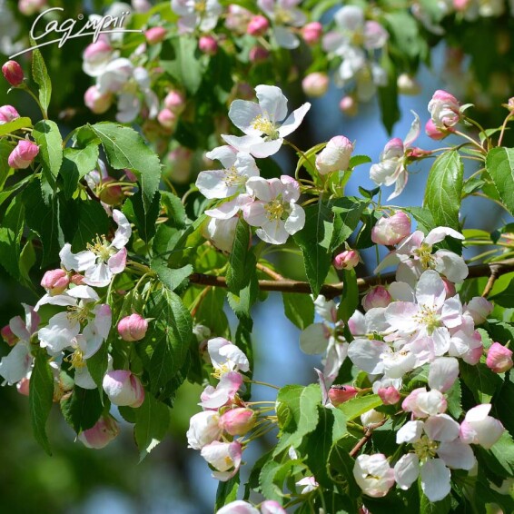 Яблуня 'Red Jade' - 2 Яблуня 'Red Jade' - 2