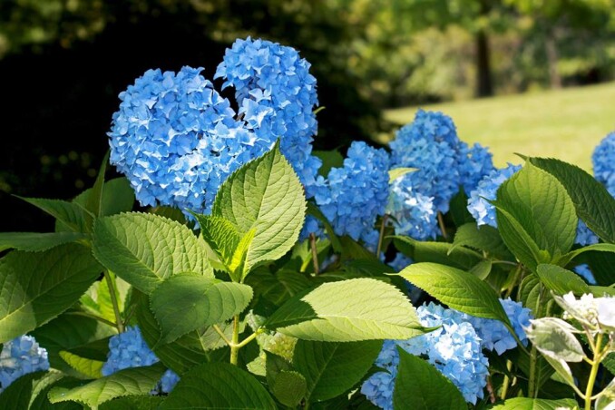 Гортензия - украшение Вашего сада