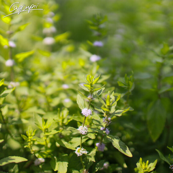 Мята перечная - 3 Мята перечная - 3