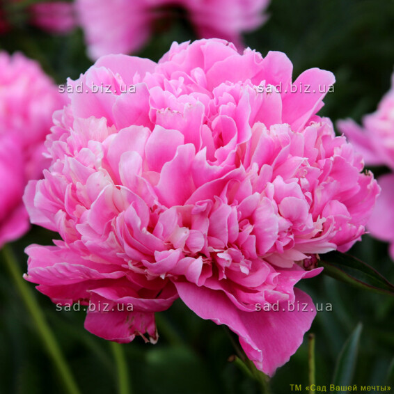 Півонія трав'яниста 'Alexandre Dumas' - 2