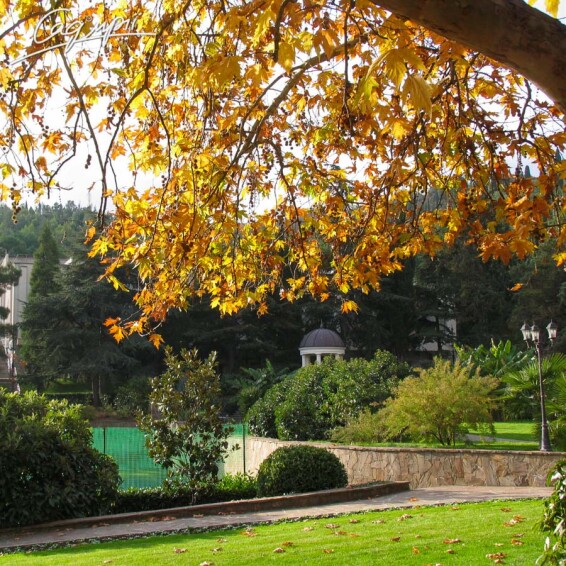 Платан кленолистный #15, С45 18--20 400+ St. 180-200 - 11