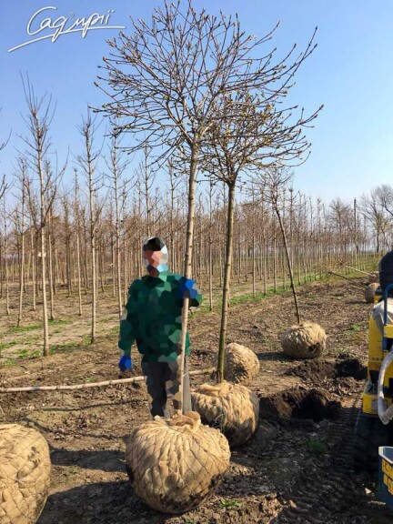 Клен платановидный 'Globosum' #4, WRB 10--12 250-300 St. 200-225 - 6