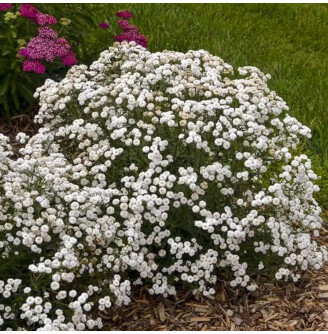 Деревій птарміка 'Noblesse'®