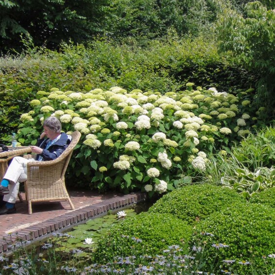 Гортензія деревовидна 'Annabelle' #1, p9 - - 1