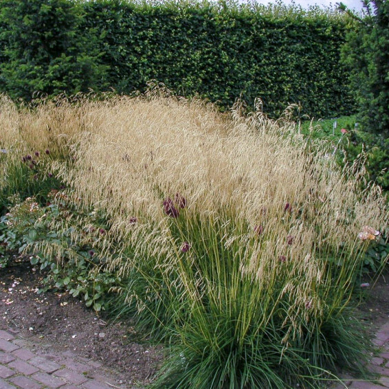 Луговик дернистый 'Goldschleier' - 6