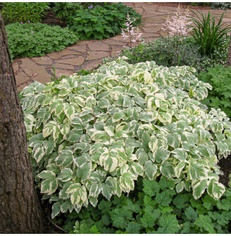 Яглиця звичайна 'Variegata'