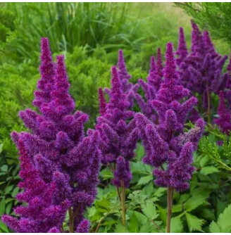 Астільба китайська 'Black Pearls'