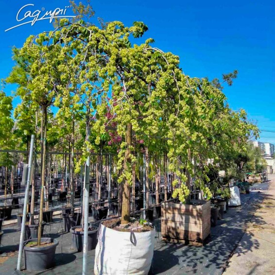 В'яз шорсткий 'Camperdownii' #2, WRB 30--35 250-300 St. 200-225 - 10