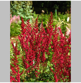 Астільба арендса 'Glut'