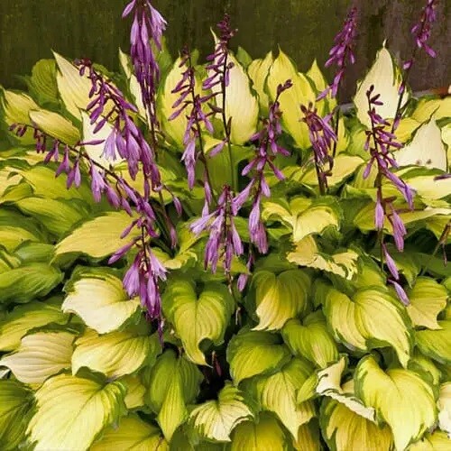 Хоста 'Lady Guinevere' - 2