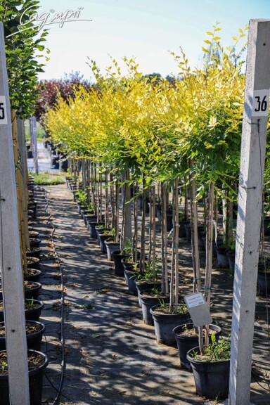 Вяз приземистый 'Aurea' - 2 Вяз приземистый 'Aurea' - 2