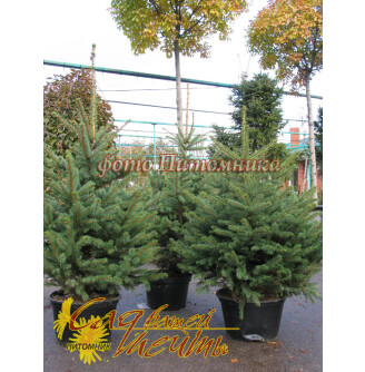 Ялина колюча