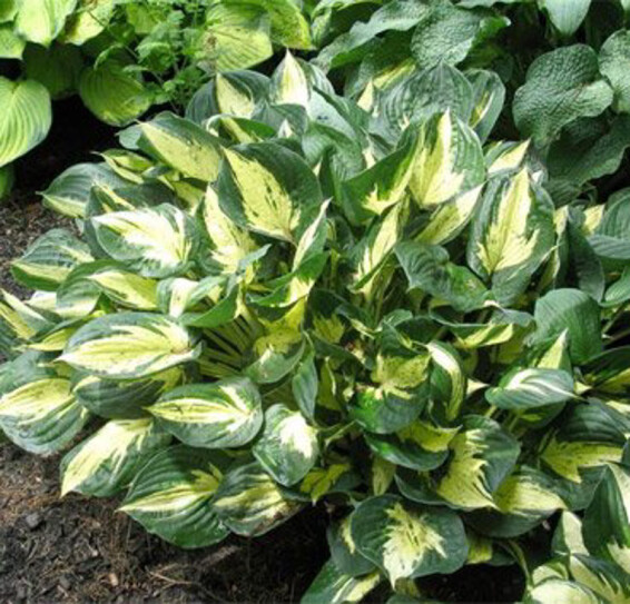 Хоста 'Revolution' ® - 5