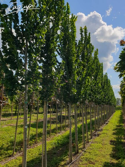 В'яз 'Columella' - 4