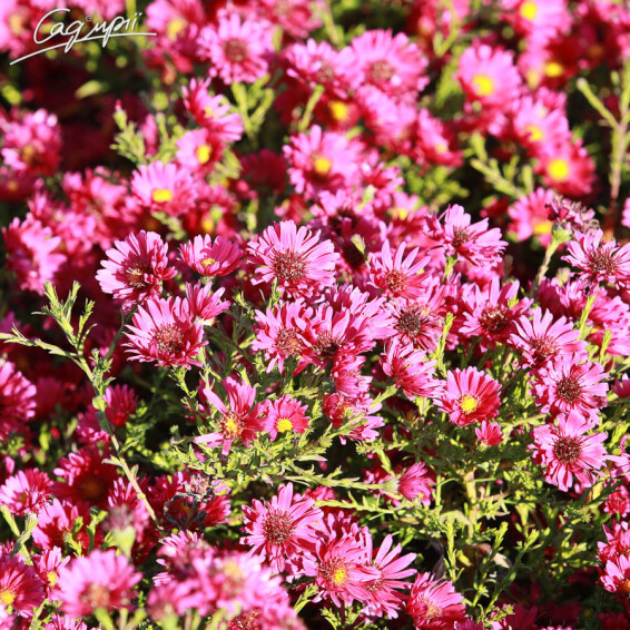Астра новобельгийская 'Royal Ruby'#2, C2 - - 3