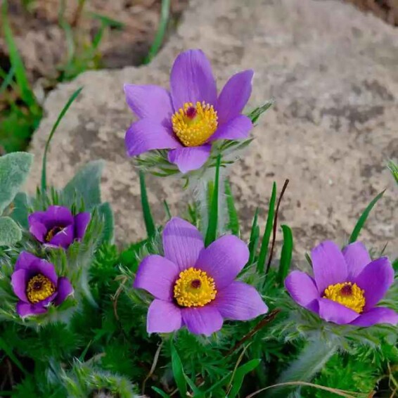 Прострел обыкновенный 'Blue' - 3