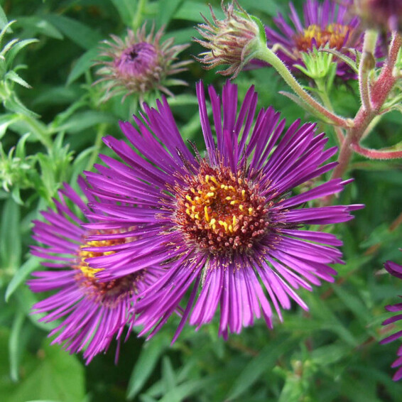 Астра новоанглийская 'Marina Wolkonsky', C3 - - 2 Астра новоанглийская 'Marina Wolkonsky', C3 - - 2