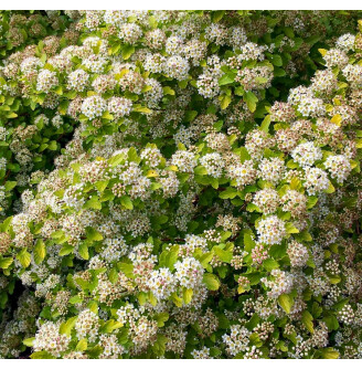 Пухироплідник калинолистний 'Magical Raspberry Lemonade'