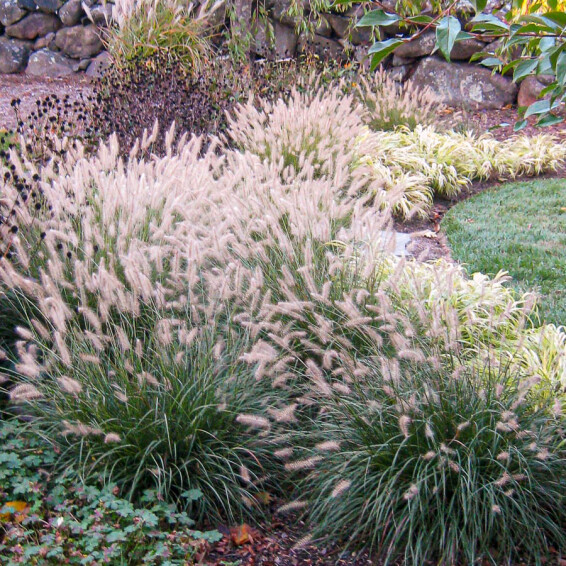 Пенісетум лисохвістний 'Hameln', С1 - - 4