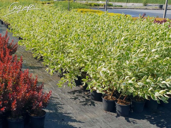 Дерен білий 'Sibirica Variegata' - 3