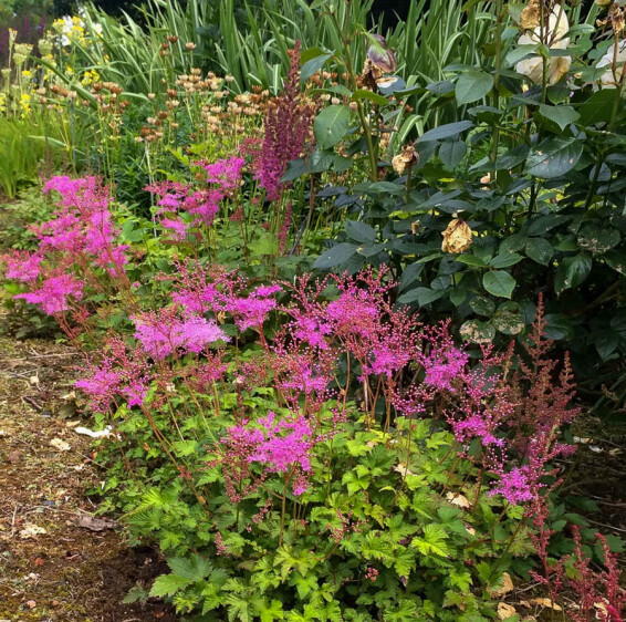 Лабазник в'язолистий 'Kahome' - 3