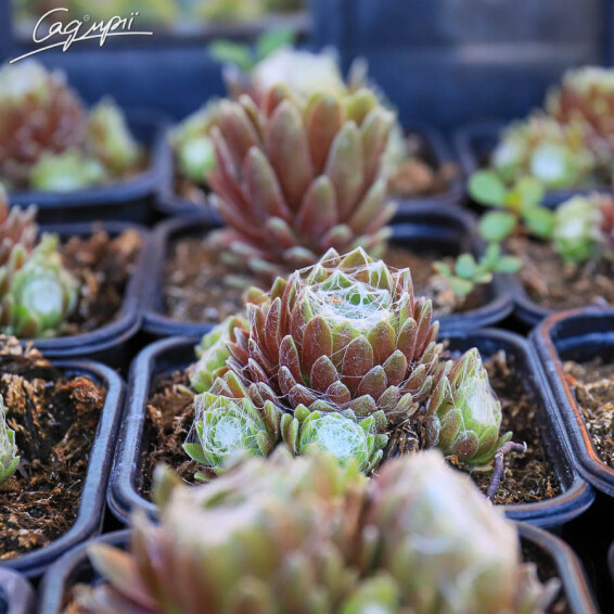 Молодило війчасте Бориса - 1