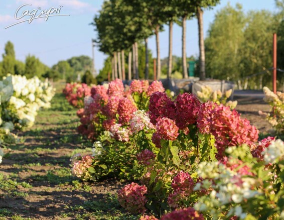 Гортензія волотиста 'Mega Mindy' ® #1, С7 - - 2