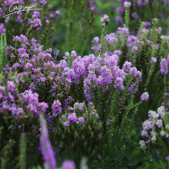 Вероніка гібридна 'Plumosa Amethyst Plume'®, p9 - - 3 Вероніка гібридна 'Plumosa Amethyst Plume'®, p9 - - 3
